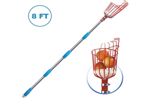 MIYA Fruit Picker Tool- Height Adjustable Fruit Picker with Big Basket - 8 ft Apple Orange Pear Picker with Light-Weight Stainless Steel Pole and Extra Fruit Carrying Bag for Getting Fruits(8 FT)