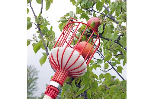  Home-X Fruit Picker Harvester Basket with Cushion to Prevent Bruising (Pole not Included)